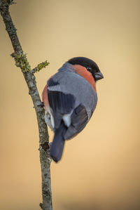 Close-up of bird perching on tree