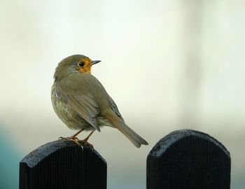 Close-up of bird perching on wooden post