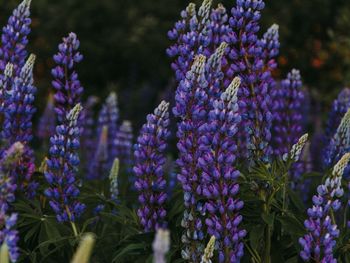 Close-up of purple flowering plants