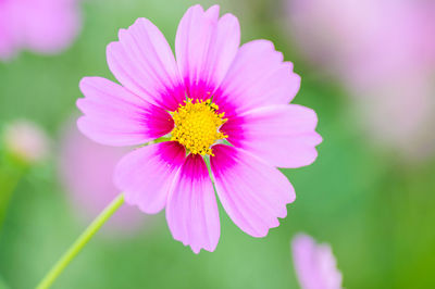 Close-up of pink cosmos flower