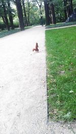 Dog walking on footpath in park