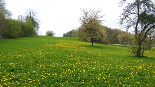 Scenic view of field against clear sky