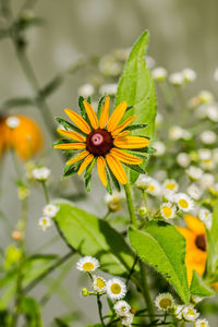 Close-up of yellow flower