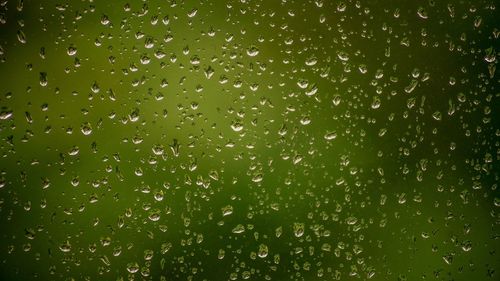 Full frame shot of raindrops on plant