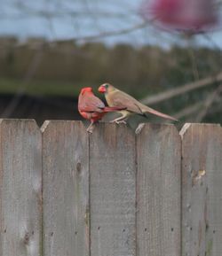 Close-up of parrot perching on wooden fence