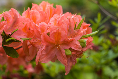 Close-up of flowers against blurred background