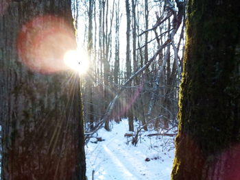 Sun shining through trees in forest during winter