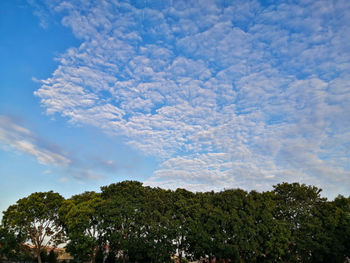 Low angle view of trees against sky