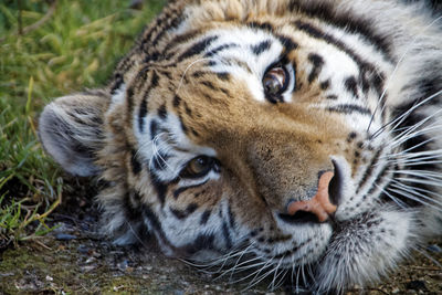 Close-up portrait of a cat