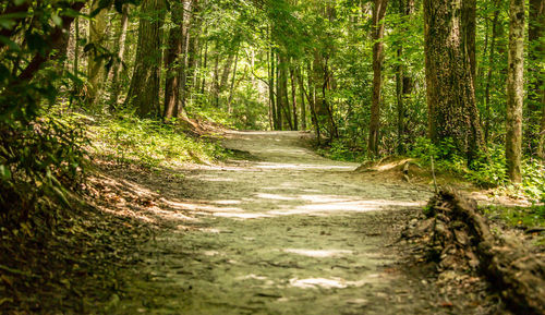 Footpath amidst trees in forest