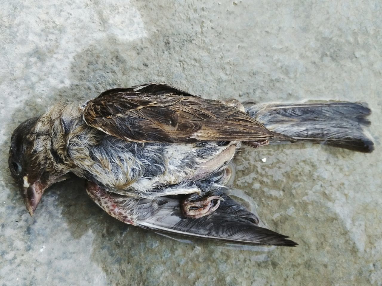 bird, animal themes, animals in the wild, no people, animal wildlife, one animal, day, sparrow, nature, outdoors, close-up, perching