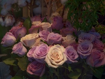 Close-up of rose