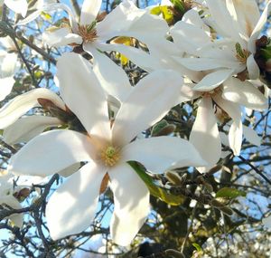 Close-up of white flowers