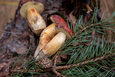 High angle view of mushrooms growing on land