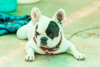 Close-up of dog looking away