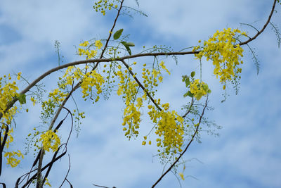 Low angle view of tree branch against sky