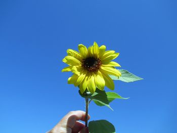 Close-up of hand holding yellow flower against blue sky