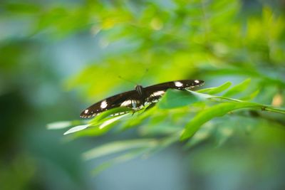 Close-up of insect on leaves
