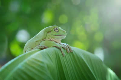 Close-up of frog on leaves