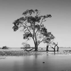 Tree by lake against clear sky