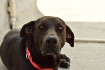 Close-up portrait of black dog