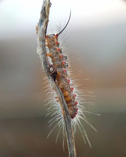 Close-up of spider on web