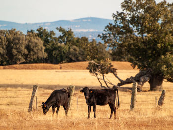 Horses in a field