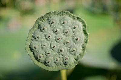 Lotus seed head