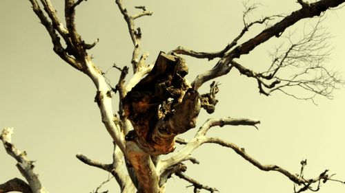 Low angle view of dead tree against clear sky