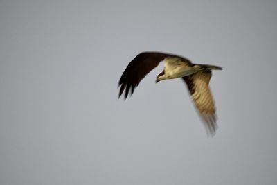 Low angle view of eagle flying in sky