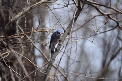 Bird perching on branch