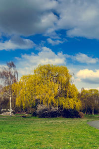 Trees on field against sky