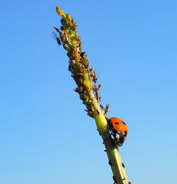 Close-up of insect on plant against clear blue sky