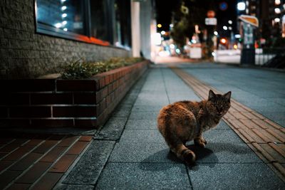 Cat on sidewalk at night