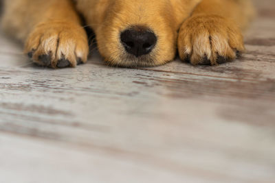 Paws and nose of golden retriever puppy lying on the floor. close up