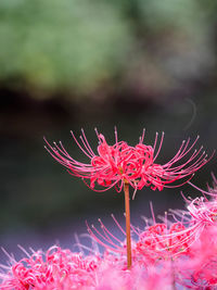 Close-up of pink flowering plant