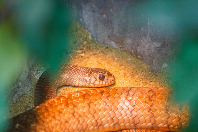 Corn snake is a popular snake. raising a pet hunt for small prey by shrinking 