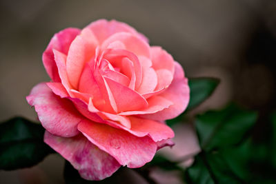 Close-up of pink rose blooming outdoors