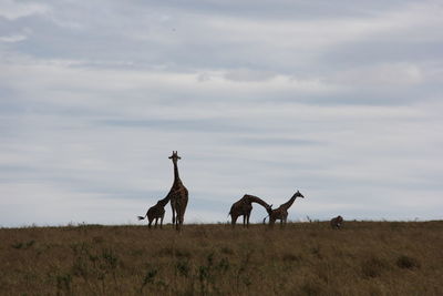 Horses standing on field against sky