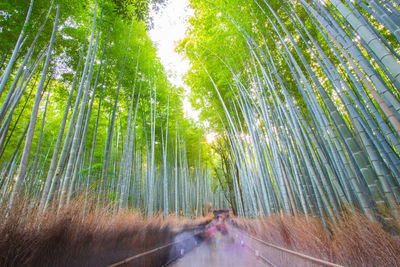 Panoramic view of bamboo trees in forest