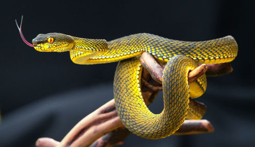 Close-up of snake