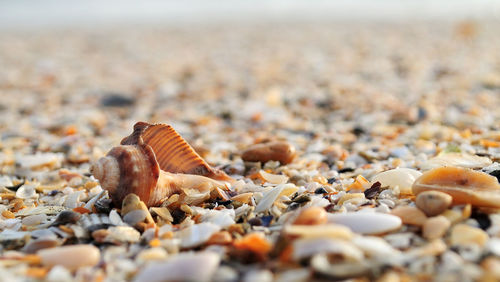 Close-up of shells on beach