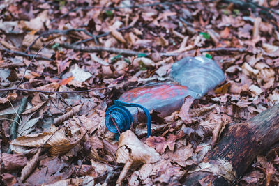 High angle view of autumn leaves on fallen tree