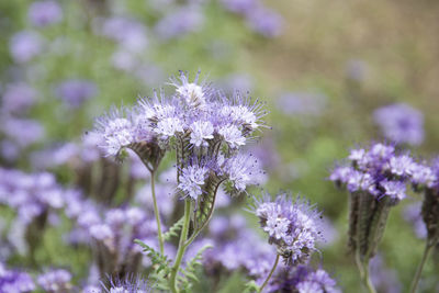 Close-up of purple flowering plant on field