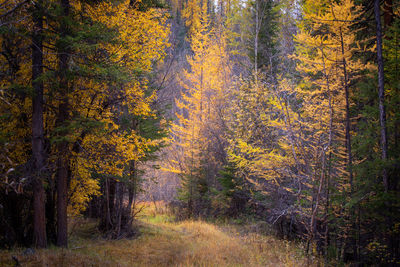 Pine trees in forest during autumn