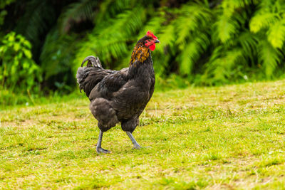 Black bird on a field