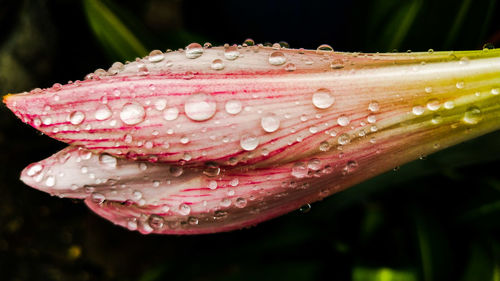 Close-up of water drops on pink rose