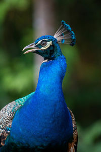 Close-up of a peacock