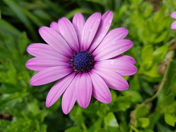 Close-up of pink flower