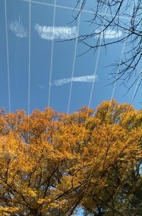 Low angle view of trees against sky during autumn